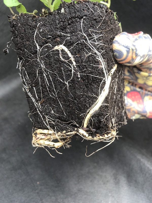 Физалис обыкновенный 1 шт Р9